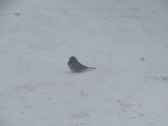 Junco hyemalis oreganus