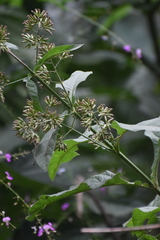 Critonia quadrangularis