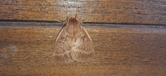 Phyllalia thunbergii