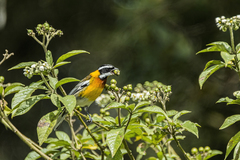 Spindalis dominicensis