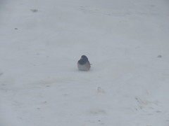 Junco hyemalis oreganus