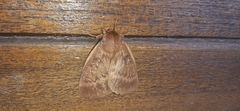 Phyllalia thunbergii