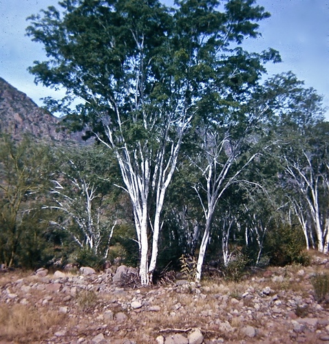 Palo Blanco