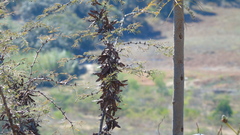 Acaciella