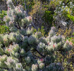 Adenanthos sericeus