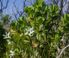 Anthocercis viscosa viscosa