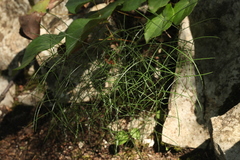 Peucedanum longifolium