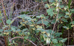 Chorilaena quercifolia