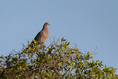 Patagioenas inornata
