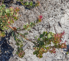 Adenanthos cuneatus
