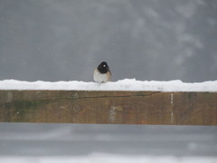 Junco hyemalis oreganus