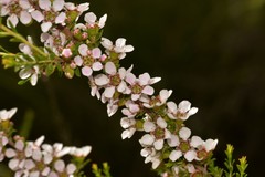 Leptospermum liversidgei