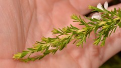 Leptospermum liversidgei