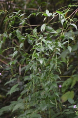 Lasiacis ruscifolia