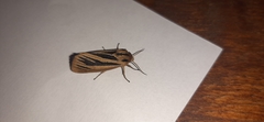 Acantharctia latifasciata