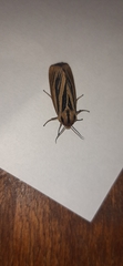 Acantharctia latifasciata