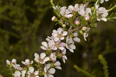 Leptospermum liversidgei