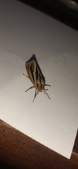 Acantharctia latifasciata