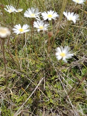 Brachyscome sinclairii