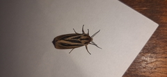 Acantharctia latifasciata