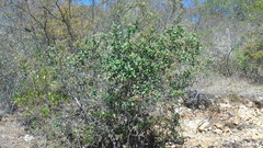 Rhus standleyi
