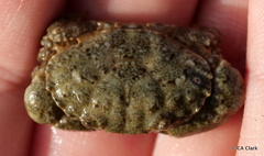 Leptodius sanguineus