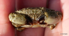 Leptodius sanguineus