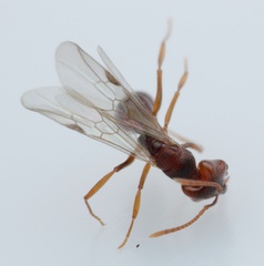 Anochetus
