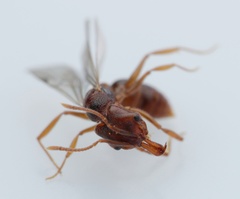 Anochetus