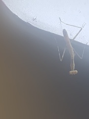 Polyspilota aeruginosa