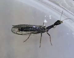 Raphidiinae