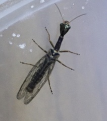 Raphidiinae