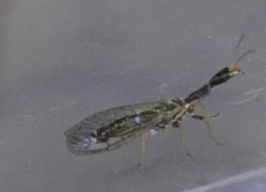 Raphidiinae