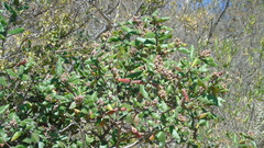 Rhus standleyi