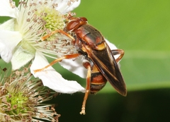 Teuchocnemis bacuntius