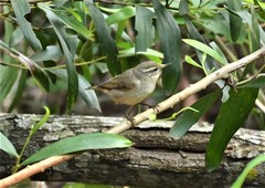 Phylloscopus tytleri