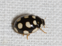 Oenopia lyncea
