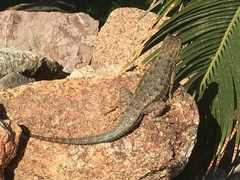 Sceloporus occidentalis