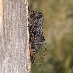 Atrapsalta encaustica