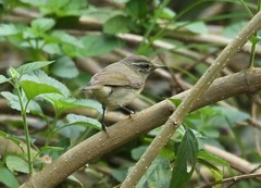 Phylloscopus tytleri