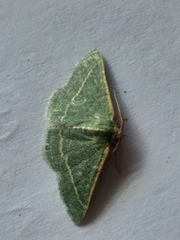 Microloxia ruficornis