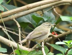 Phylloscopus tytleri