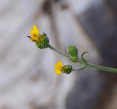 Tridax dubia