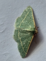 Microloxia ruficornis