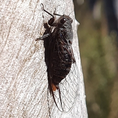 Atrapsalta encaustica