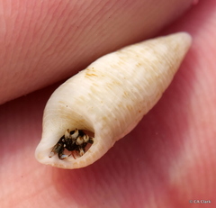 Cerithium nesioticum