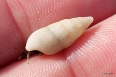 Cerithium nesioticum