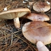 Tricholoma batschii - Photo (c) Katy Johns, some rights reserved (CC BY-NC), uploaded by Katy Johns