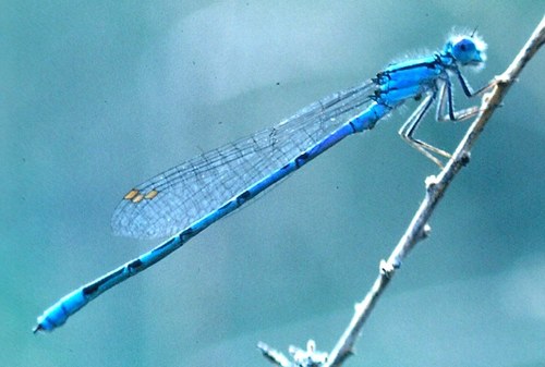 Baja Bluet photographed in Arizona