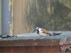 Passer domesticus